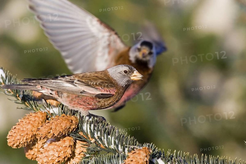 Gray-crowned Rosy-Finch Leucosticte tephrocotis littoralis Homer, Alaska, United States 1 March Adult FRINGILLIDAE Hepburn’s Rosy-Finch