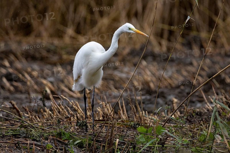 Great White Egret (Egretta alba) Germany