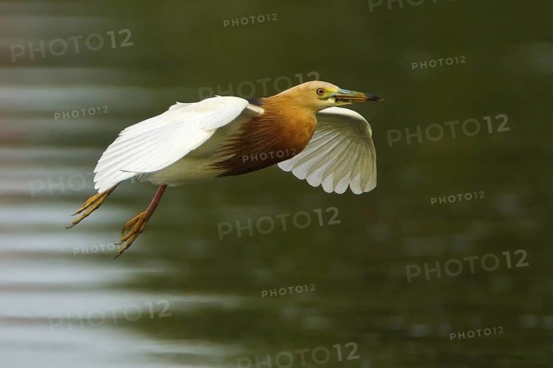 Javan Pond Heron (Ardeola speciosa) flying, Bali, Indonesia