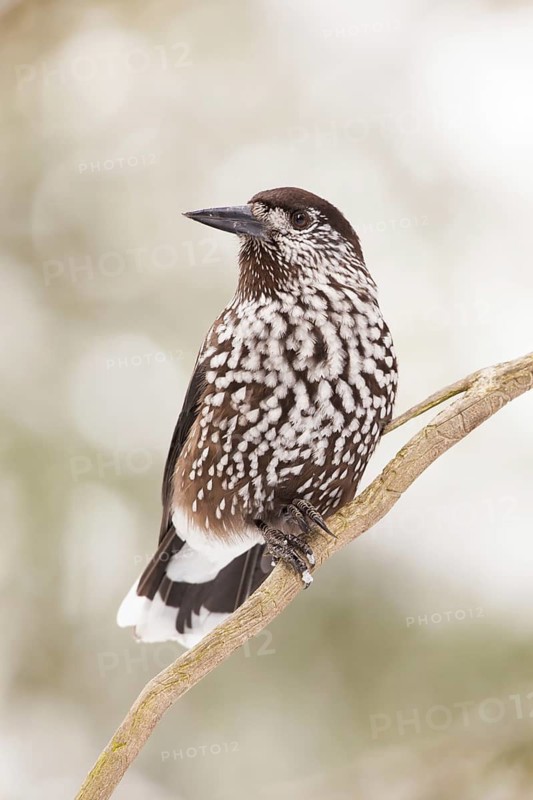 Spotted Nutcracker (Nucifraga caryocatactes), St. Gallen, Switzerland