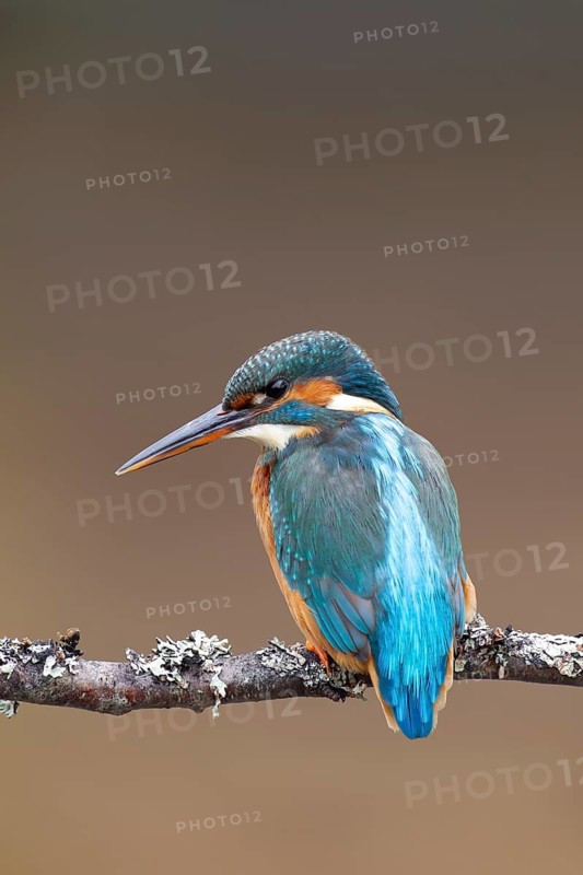 Common kingfisher (Alcedo atthis) adult female bird on a tree branch, England, United Kingdom