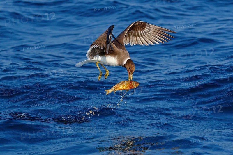 Hemprich's Gull, (Ichthyaetus hemprichii), (Larus hemprichii), Fish Eagle Gull Salalah, Off Mirbat, Dhofar, Oman