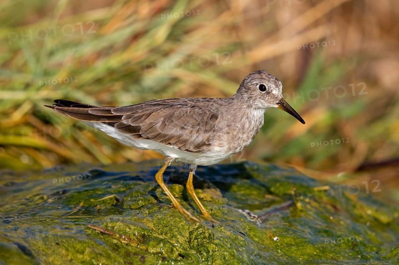 Temminck's Sandpiper, (Calidris temminckii), Animals. birds, limicoles, biotope, habitat, foraging, East Khawr Khawr Ad Dahariz, Salalah, Dhofar, Oman