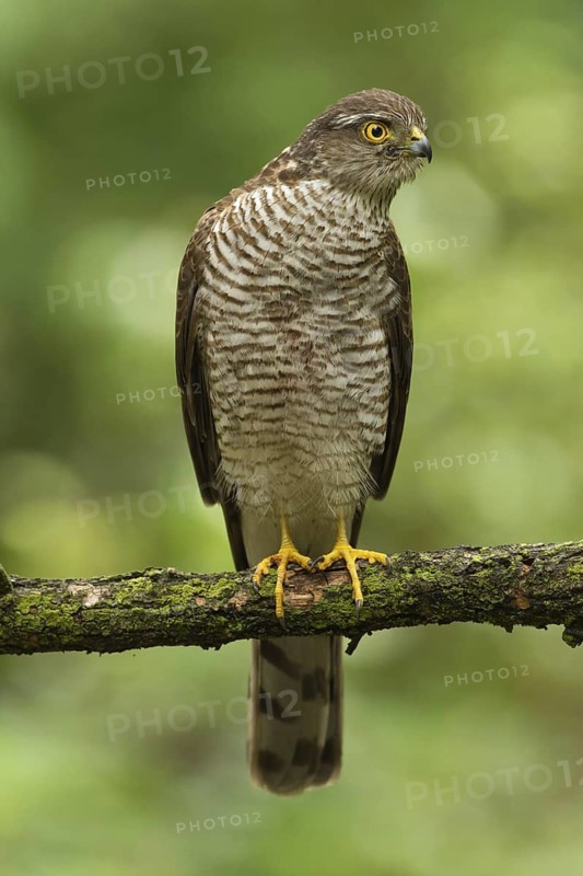 Eurasian Sparrowhawk (Accipiter nisus), Utrecht, Netherlands