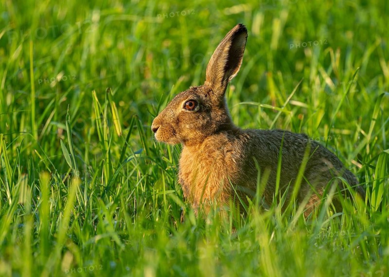 European hare (Lepus europaeus) sitting in a green meadow, wildlife, Lower Saxony, Germany