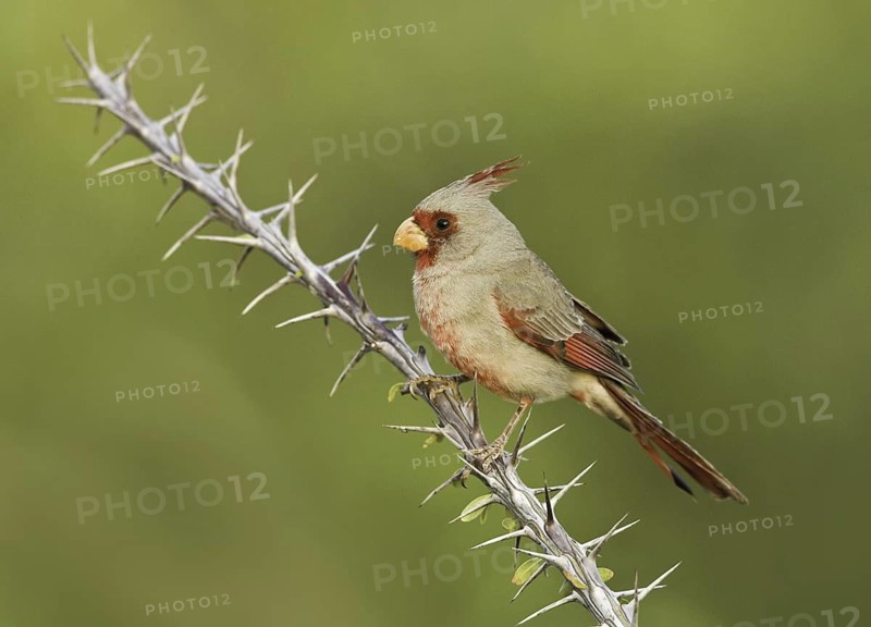 Pyrrhuloxia (Cardinalis sinuatus) male, Arizona, USA