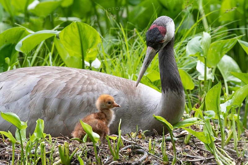 Crane (gurs grus) in nest with chicks, Feldberger Seenlandschaft, Mecklenburg-Vorpommern, Germany