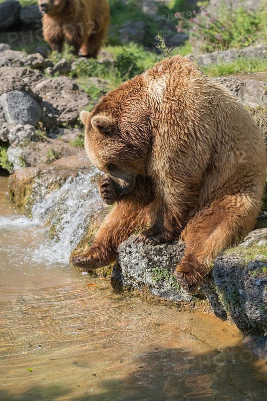 One eurasian brown bear (Ursus arctos arctos) sitting aside a little water cascade and between rocks and green vegetation in sweet evening light