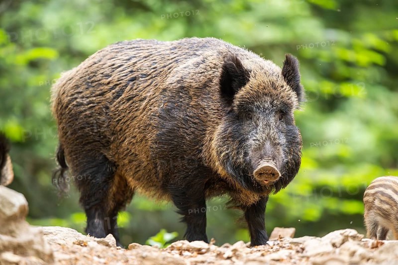 Wild boar (Sus scrofa) standing in a forest, Bavaria, Germany
