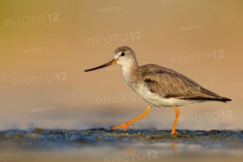 Terek sandpiper, (Xenus cinereus), animal, animals, bird, birds, snipe family, snipe, biotope, habitat, foraging Salalah, Raysut, Sohar, Oman