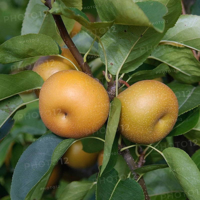 Asian pear (Pyrus pyrifolia 'Kil Tu Pear'), Germany
