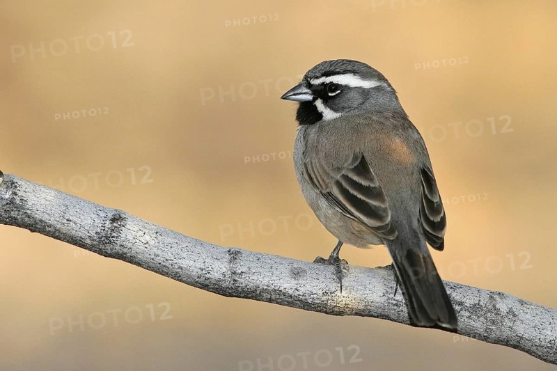 Black-throated Sparrow (Amphispiza bilineata), Arizona, USA