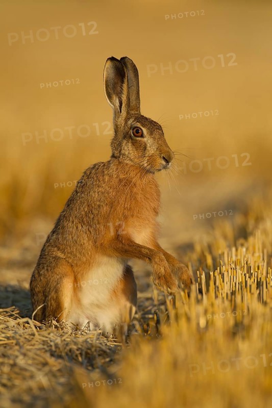 European brown hare (Lepus europaeus) adult animal in a farmland stubble field in summer, Norfolk, England, United Kingdom