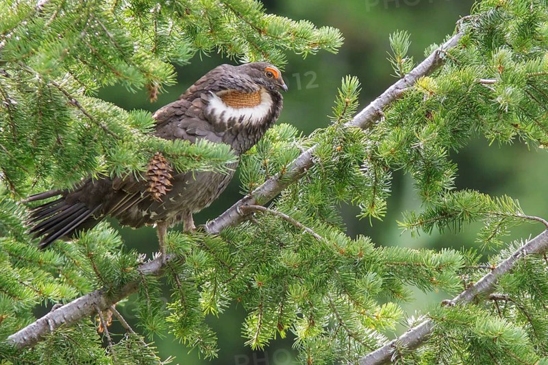Sooty Grouse (Dendragapus fuliginosus) in the mountains of British Columbia, Canada