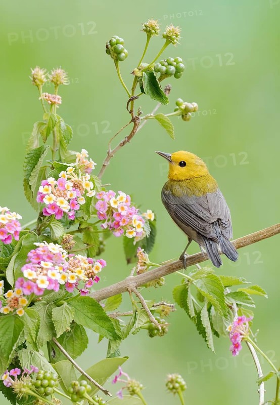 Prothonotary Warbler (Protonotaria citrea) perched on a twig, Texas, USA