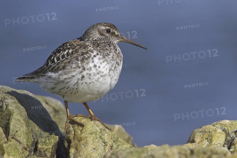 Purple Sandpiper (Calidris maritima), Manitoba, Canada