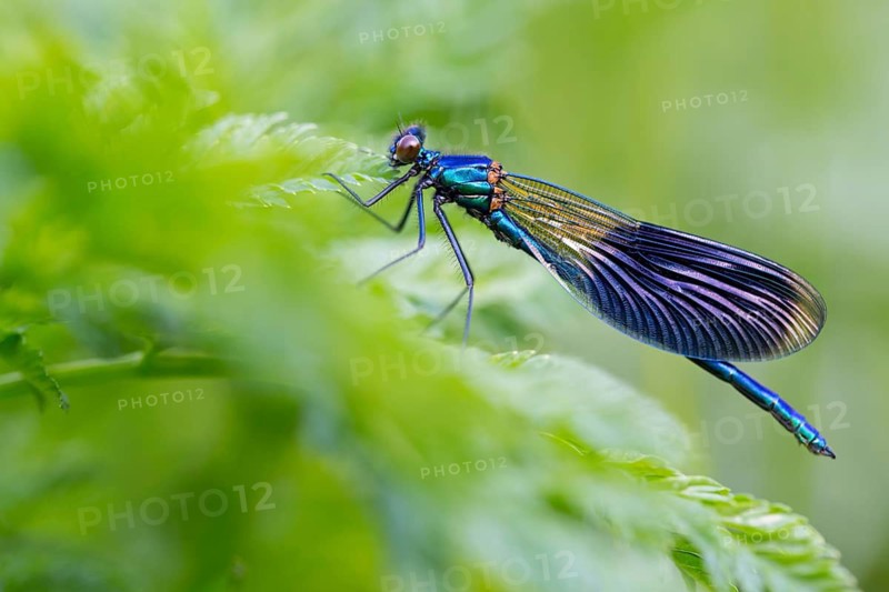 Banded demoiselle, (Calopteryx splendens), animals, insects, dragonfly, dragonfly, sideways, Lake Neusiedl, Andau, Burgenland, Austria