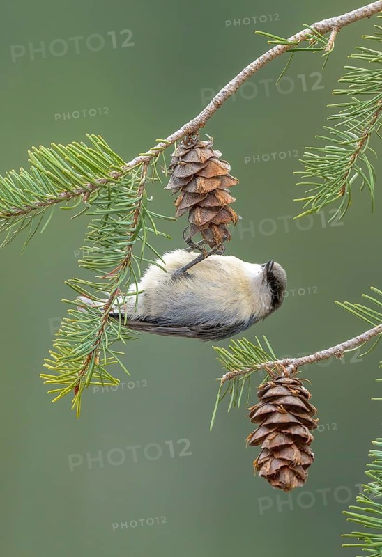 Pygmy Nuthatch (Sitta pygmaea) perched on a conifer branch, Colorado, USA