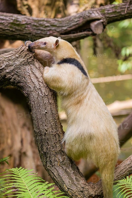 One southern tamandua (Tamandua tetradactyla), climbs up a tree in a forest
