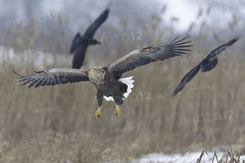 White-tailed Eagle (Haliaeetus albicilla) flying, Lower Saxony, Germany