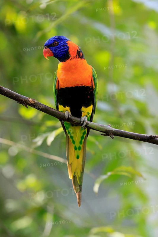 Red-naped Lorikeet (Trichoglossus rubritorquis), Darwin All-coloured Lorikeet, adult, on tree, alert, Australia