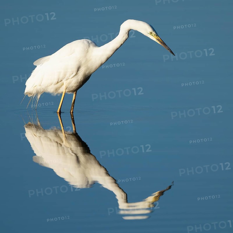 Great White Egret (Ardea alba) foraging in the shallow water zone of a lake, blue water, Lower Saxony, Germany