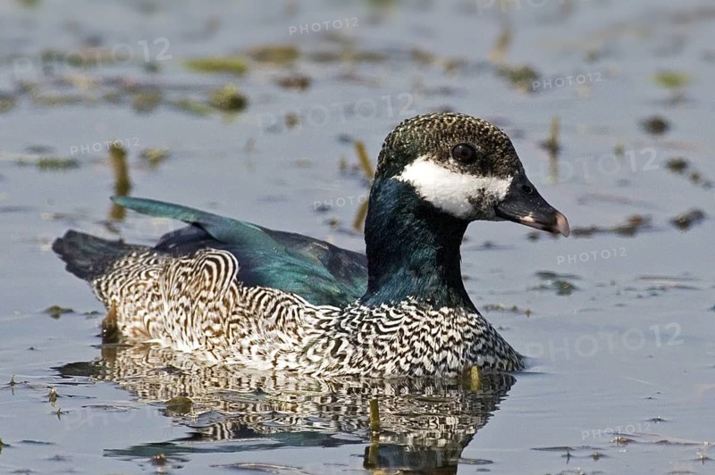 Green Pygmy Goose (Nettapus pulchellus) male, Northern Territory, Australia