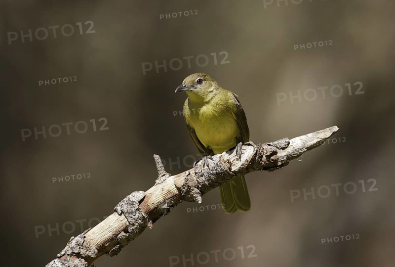 Yellow-bellied Greenbul (Chlorocichla flaviventris), Chobe, Botswana