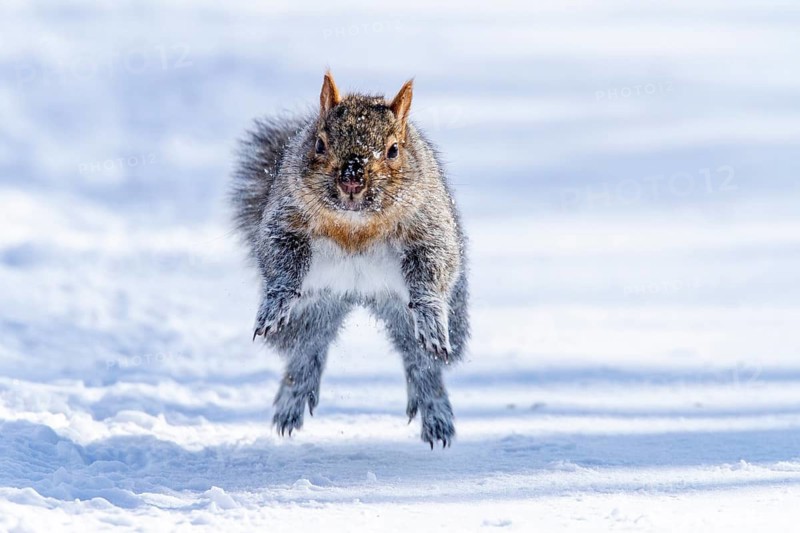 Eastern gray squirrel (sciurus carolinensis) chased by red fox and running, Montreal botanical garden, province of Quebec, Canada