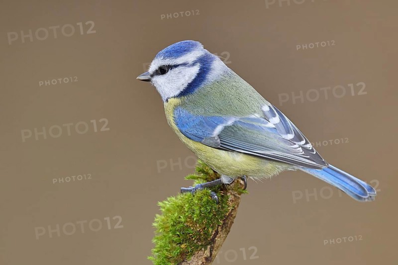 Blue tit (Parus caeruleus), sitting on a branch covered with moss, Wilnsdorf, North Rhine-Westphalia, Germany