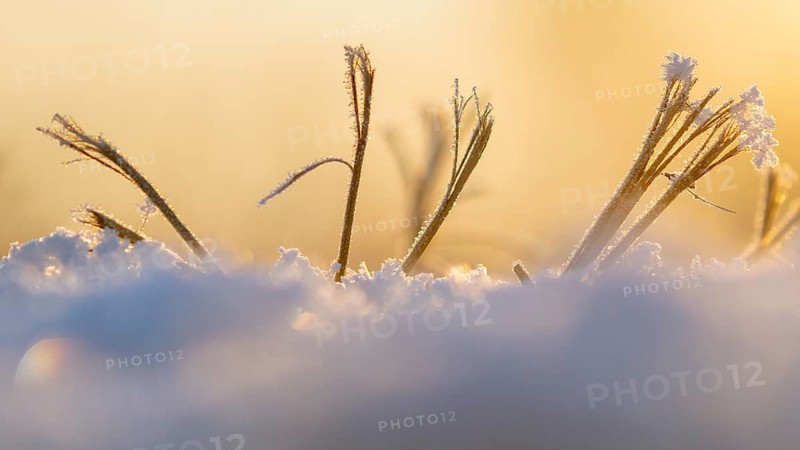 Ice crystals on a blade of grass in winter, hoarfrost, Goldenstedt, Lower Saxony, Germany