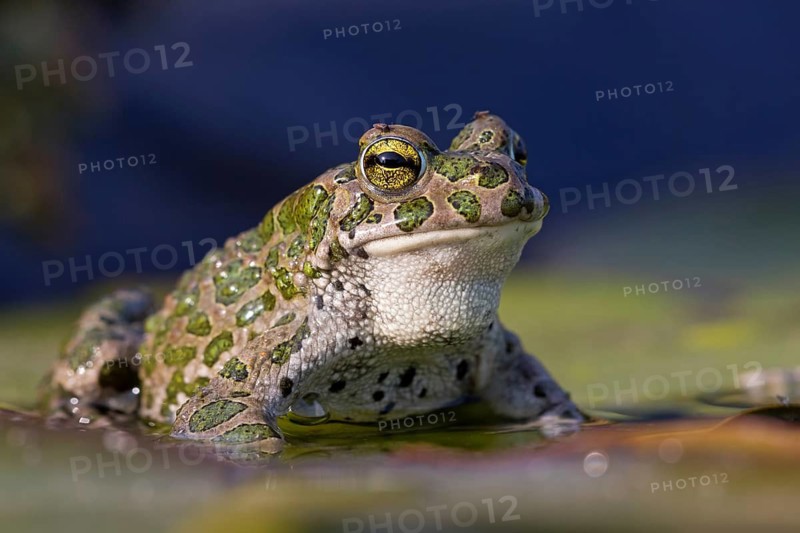 Green toad, Green toad, House toad, Variable toad, Village toad, Variegated toad, (Bufotes viridis), Animals, Frogs, Toad family, Beindersheim, Bad Dürkheim district, Rhineland-Palatinate, Federal Republic of Germany