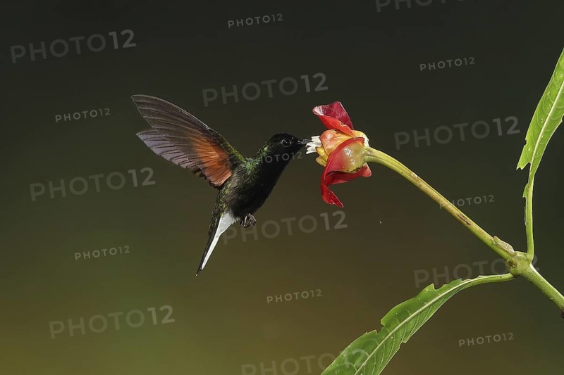 Black-bellied Hummingbird (Eupherusa nigriventris) male flying while feeding at a flower, Bosque de Paz, Costa Rica