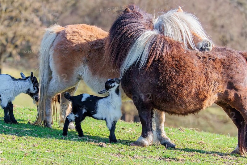 Two young pygmy goats (Capra hircus) are playing with the manes of two Falabella (Equus ferus caballus) horses, who are grooming each other. Austria