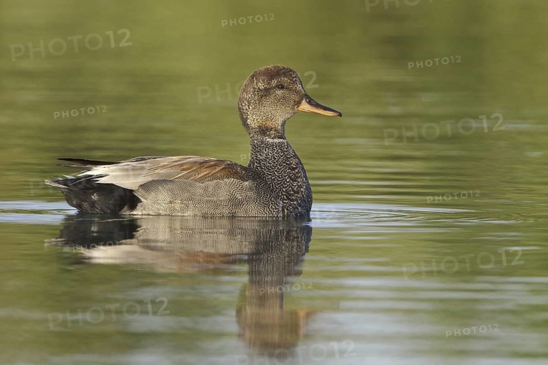 Gadwall (Mareca strepera) male, Ontario, Canada