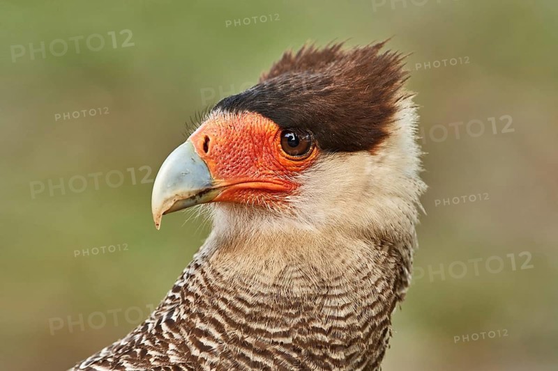 Southern Crested Caracara (Caracara plancus), Brazil