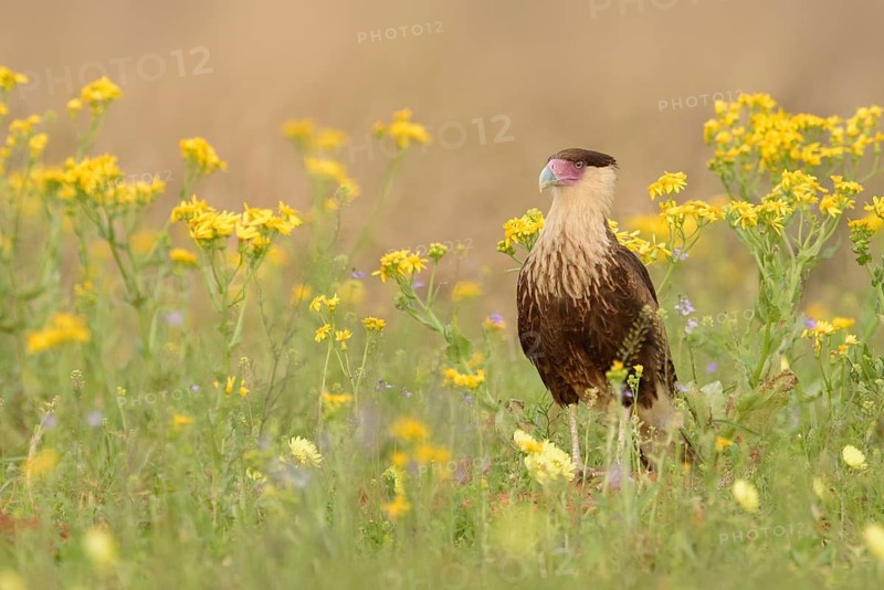 Northern Crested Caracara (Caracara cheriway), Texas, USA