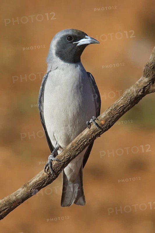 Masked Woodswallow (Artamus personatus), Western Australia, Australia