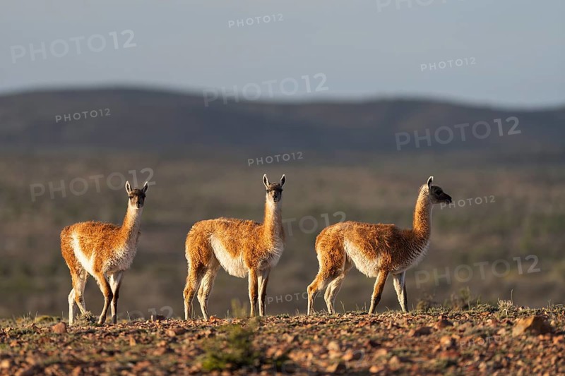 Guanacos (Llama guanicoe), three animals standing next to each other on stony ground in the evening light, Patagonian steppe, Santa Cruz province, Argentina