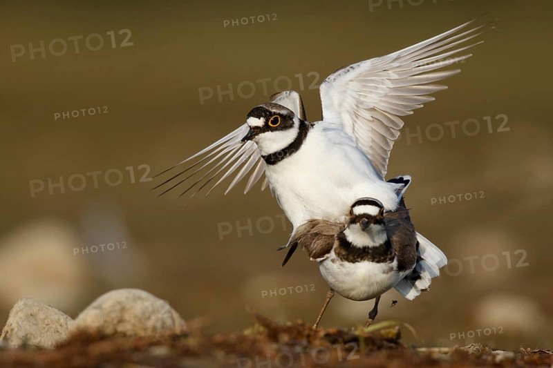 Little Ringed Plover (Charadrius dubius) pair mating, North Rhine-Westphalia, Germany