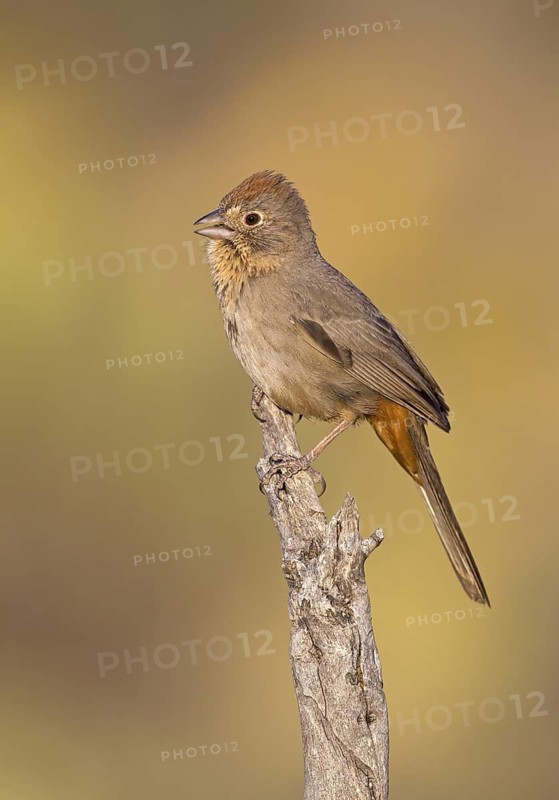 USA, Arizona, March
