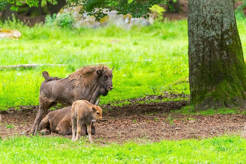 European bison (Bison bonasus) mother with her youngster on a meadow in summer, Bavarian Forest, Germany