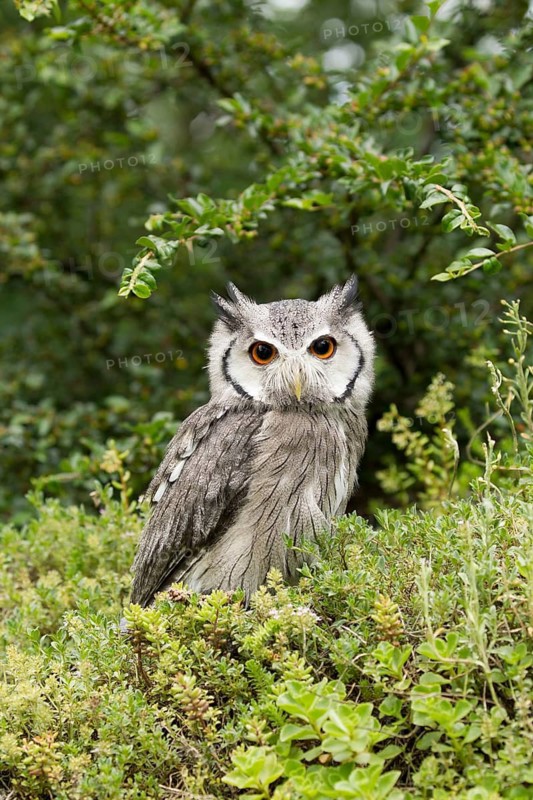 Northern White-faced Owl (Ptilopsis leucotis) captive, Germany