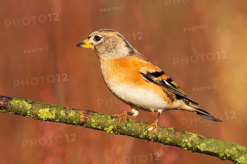 Brambling (Fringilla montifringilla) male perched on a branch, Lower Saxony, Germany