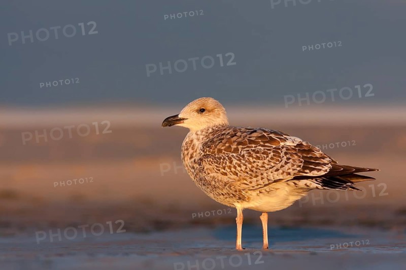 European Herring Gull (Larus argentatus), Schleswig-Holstein, Germany