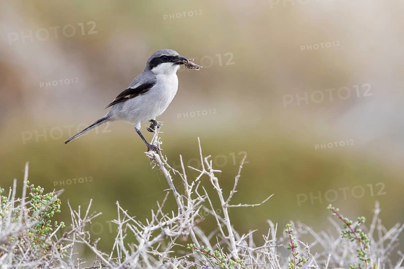 Southern Grey Shrike (Lanius meridionalis) perched on a dried bush, Fuerteventura, Spain