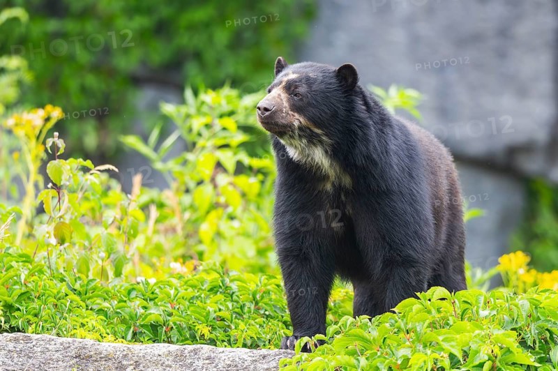 American black bear (Ursus americanus), standing on a rock, captive, Zoo Augsburg, Bavaria, Germany