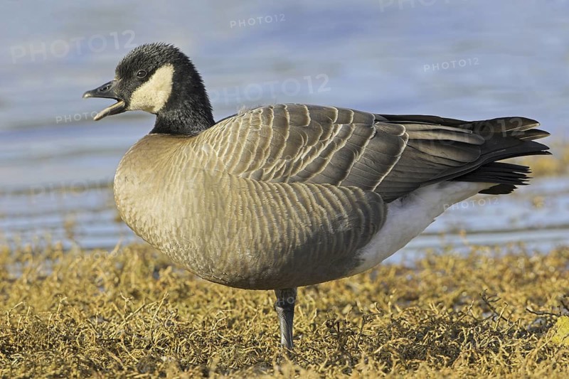 Cackling Goose (Branta hutchinsii), British Columbia, Canada