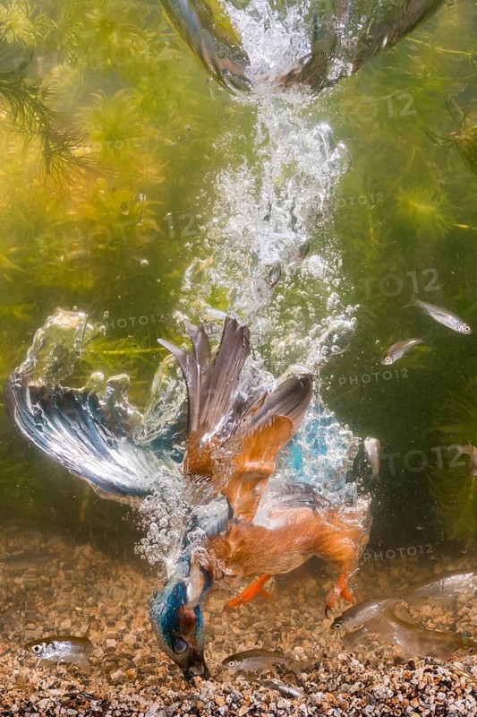 Common Kingfisher (Alcedo atthis) male fishing, Lower Saxony, Germany