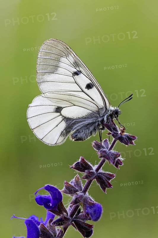 Clouded Apollo, (Parnassius mnemosyne), butterfly family, butterfly, insect, close-up, Lake Neusiedl, Illmitz, Burgenland, Austria